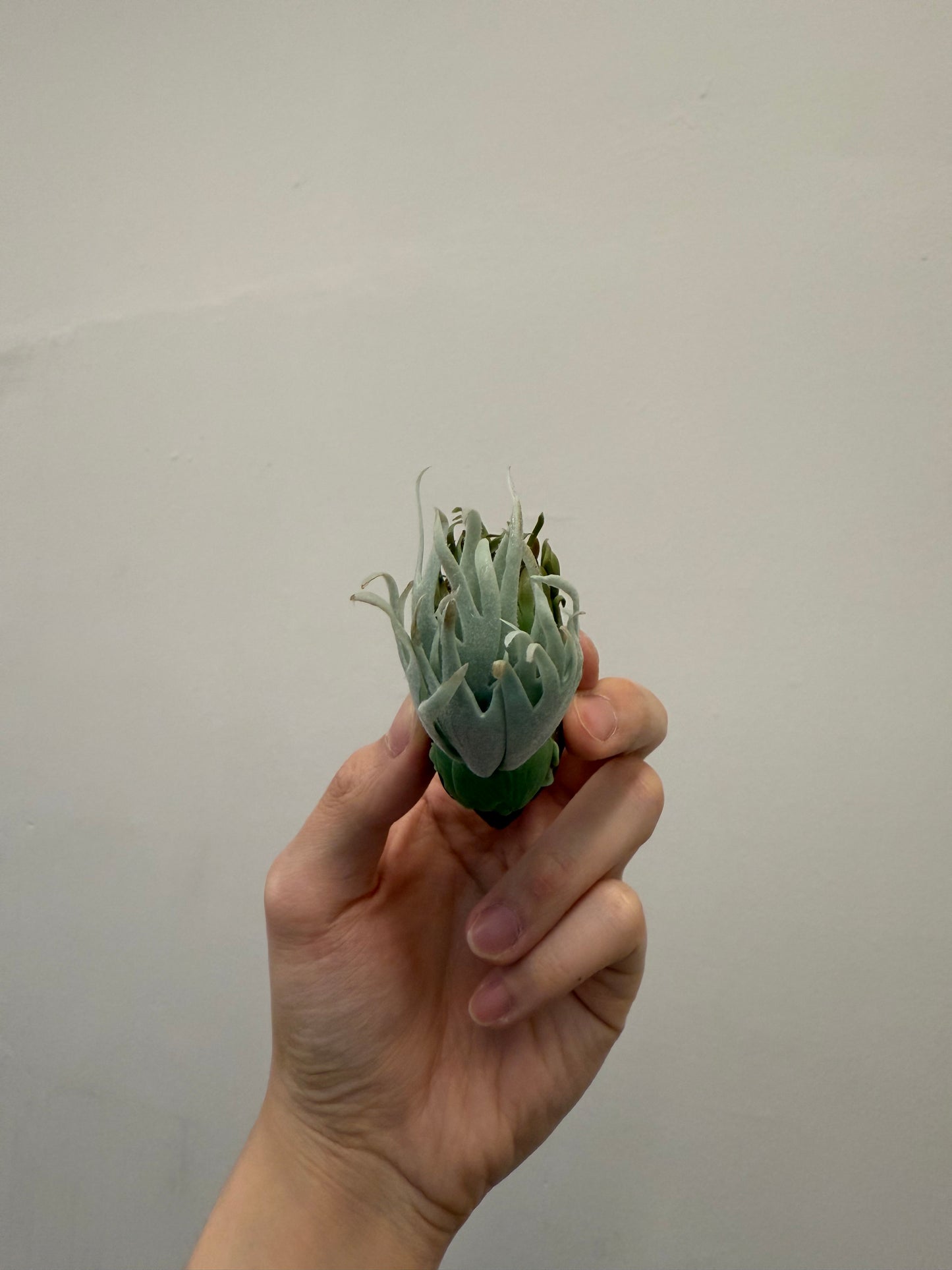 Handmade Clay Staghorn Fern Art Hanging