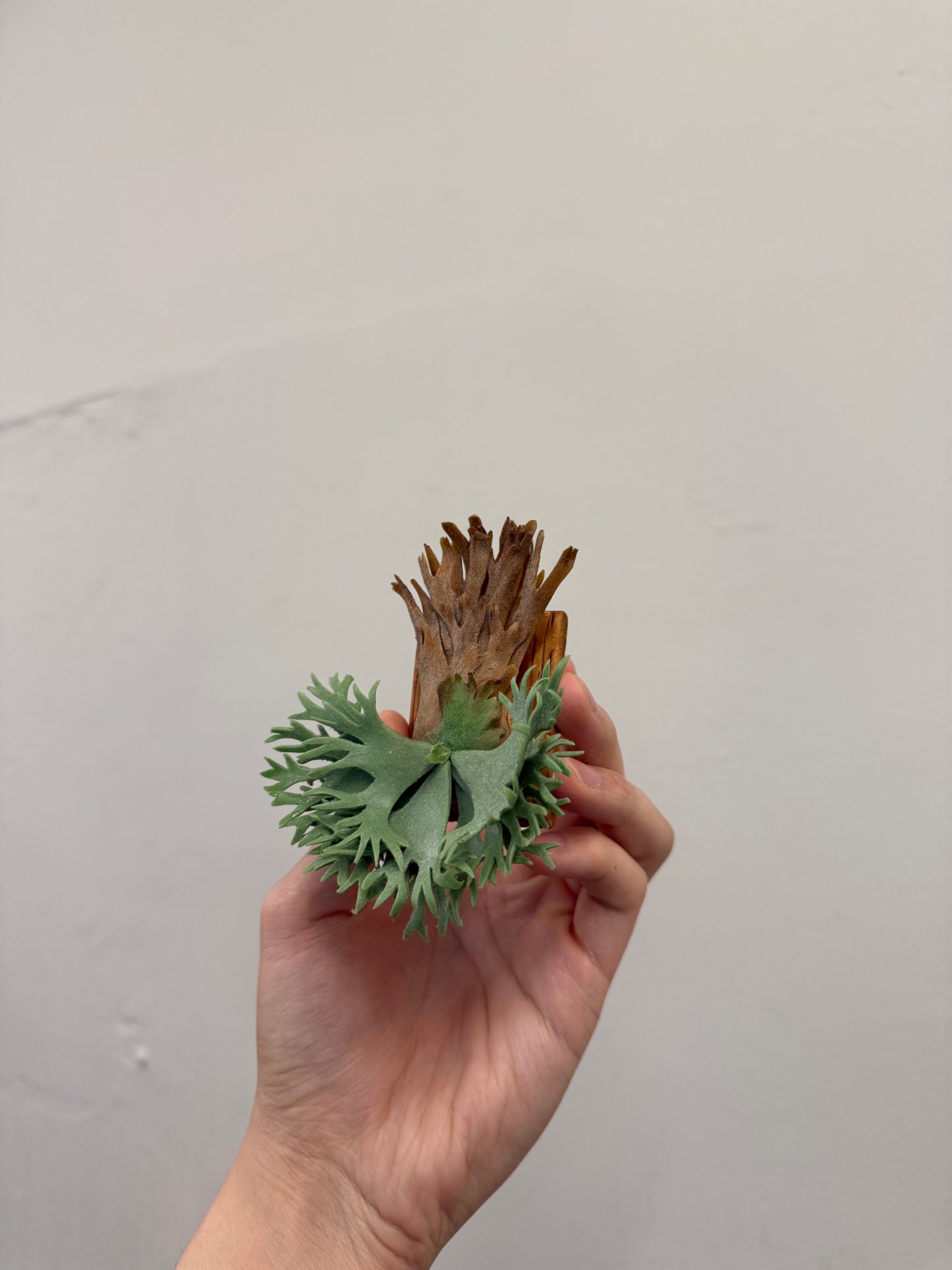Handmade Clay Staghorn Fern Art Hanging