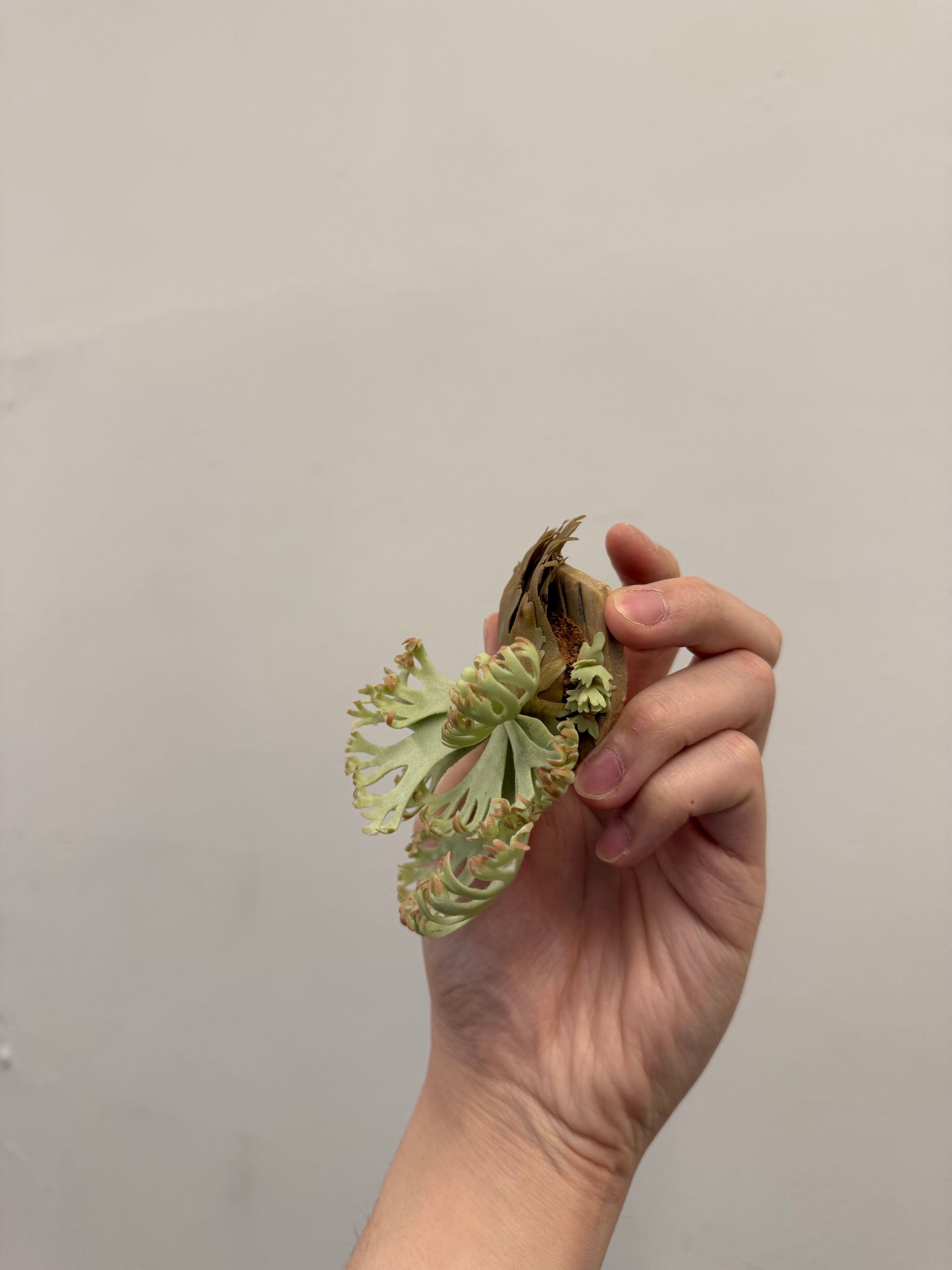 Handmade Clay Staghorn Fern Art Hanging