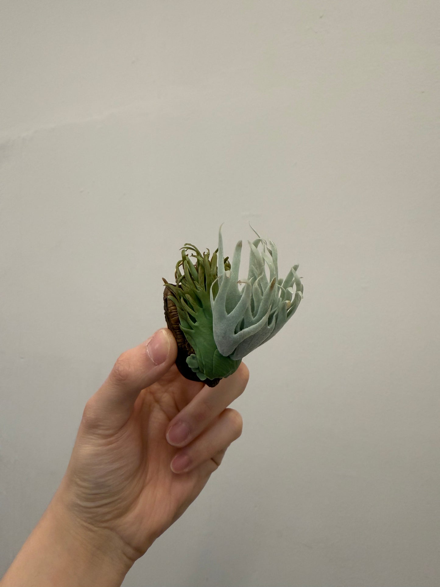 Handmade Clay Staghorn Fern Art Hanging
