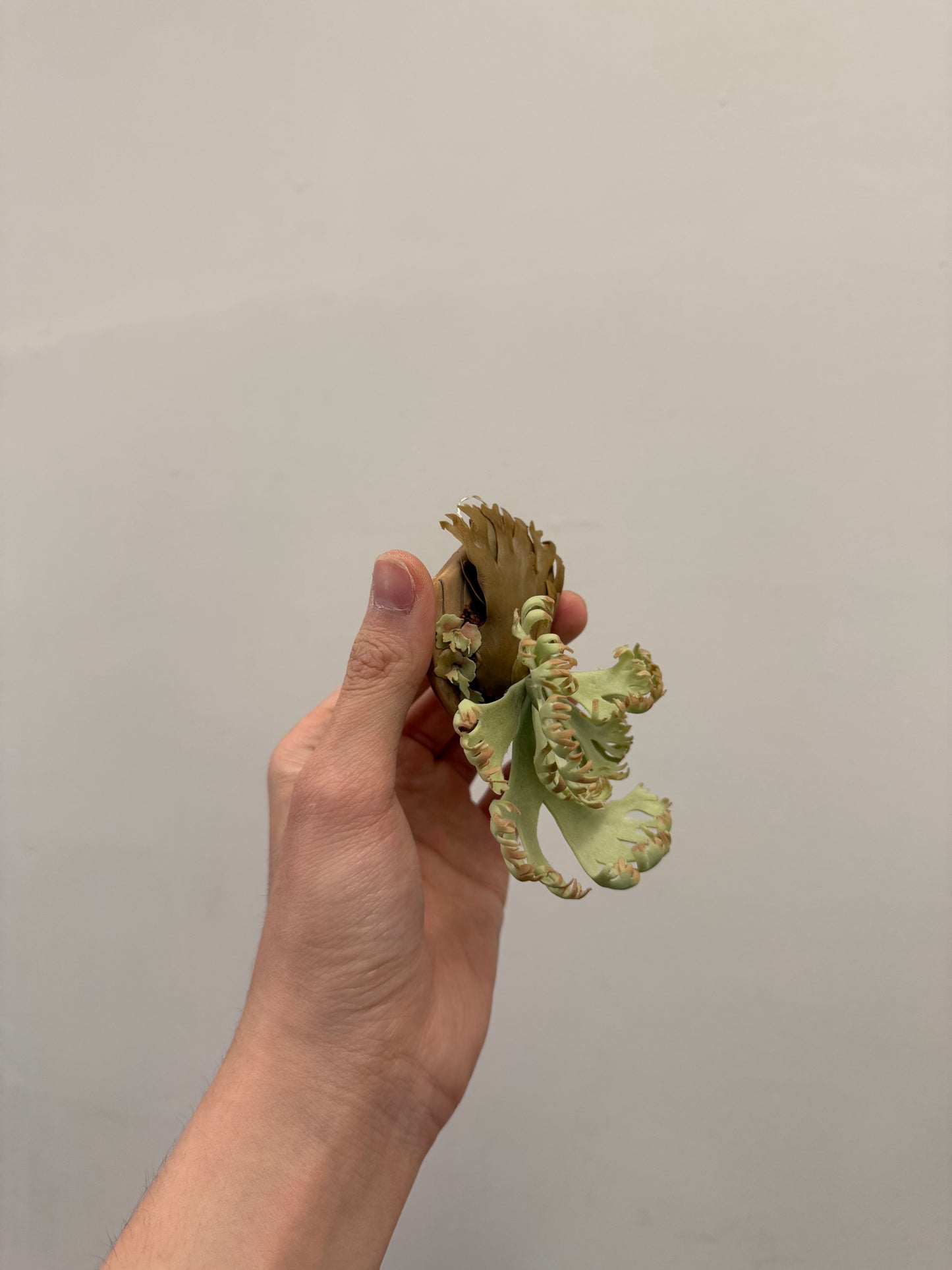 Handmade Clay Staghorn Fern Art Hanging