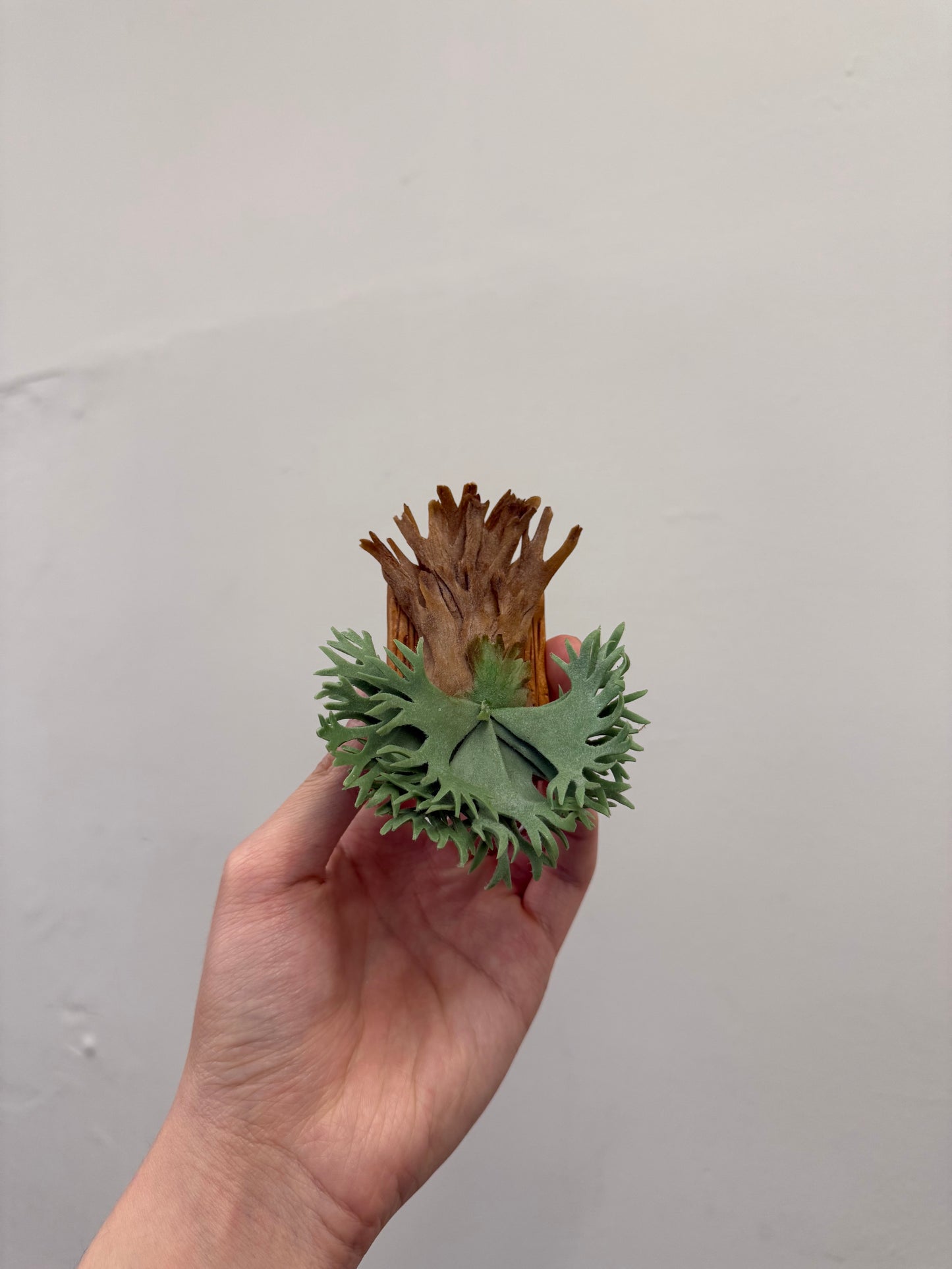 Handmade Clay Staghorn Fern Art Hanging