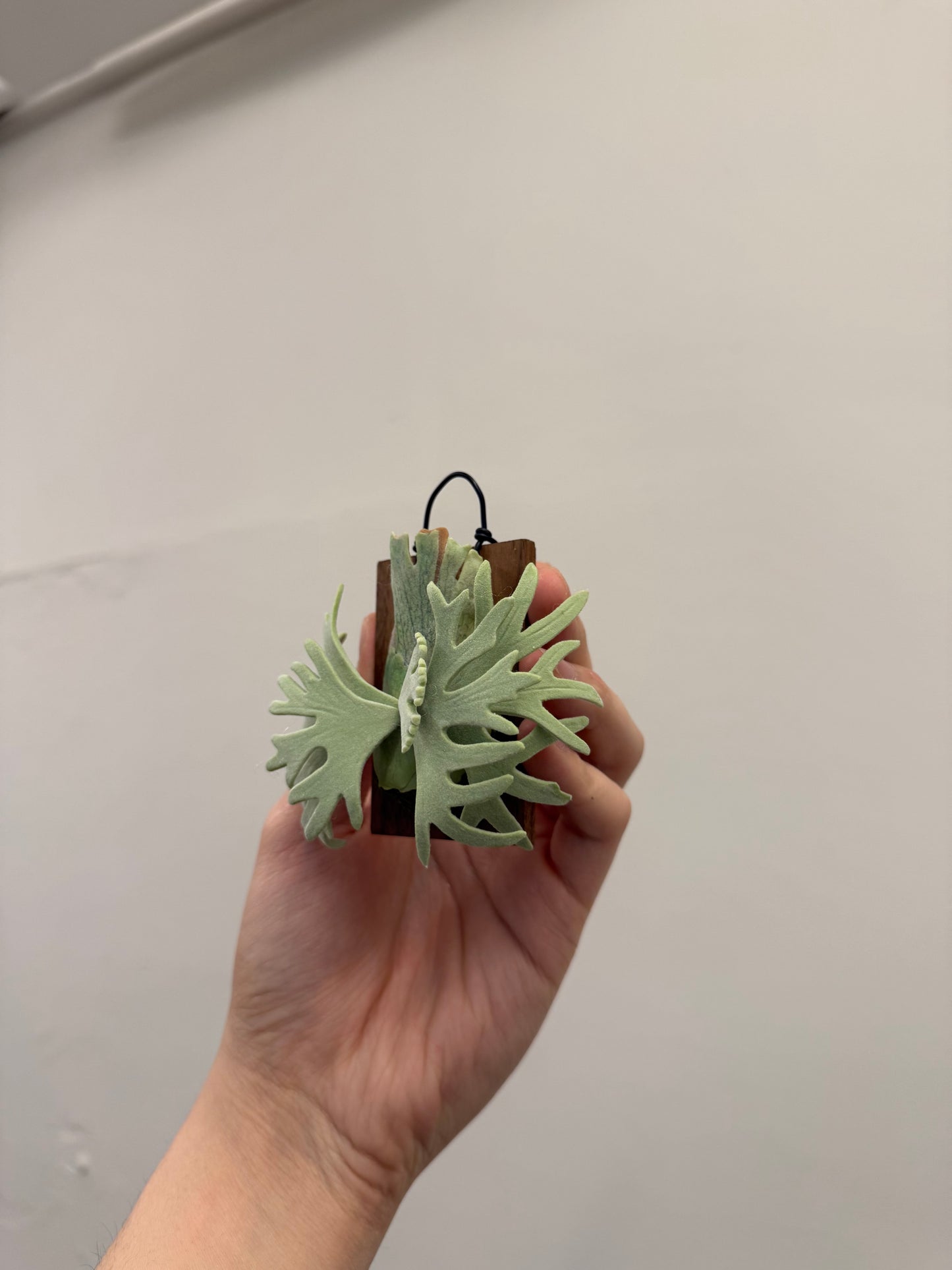Handmade Clay Staghorn Fern Art Hanging