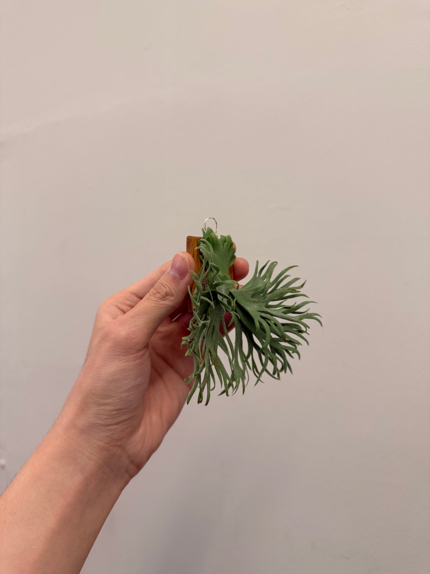 Handmade Clay Staghorn Fern Art Hanging