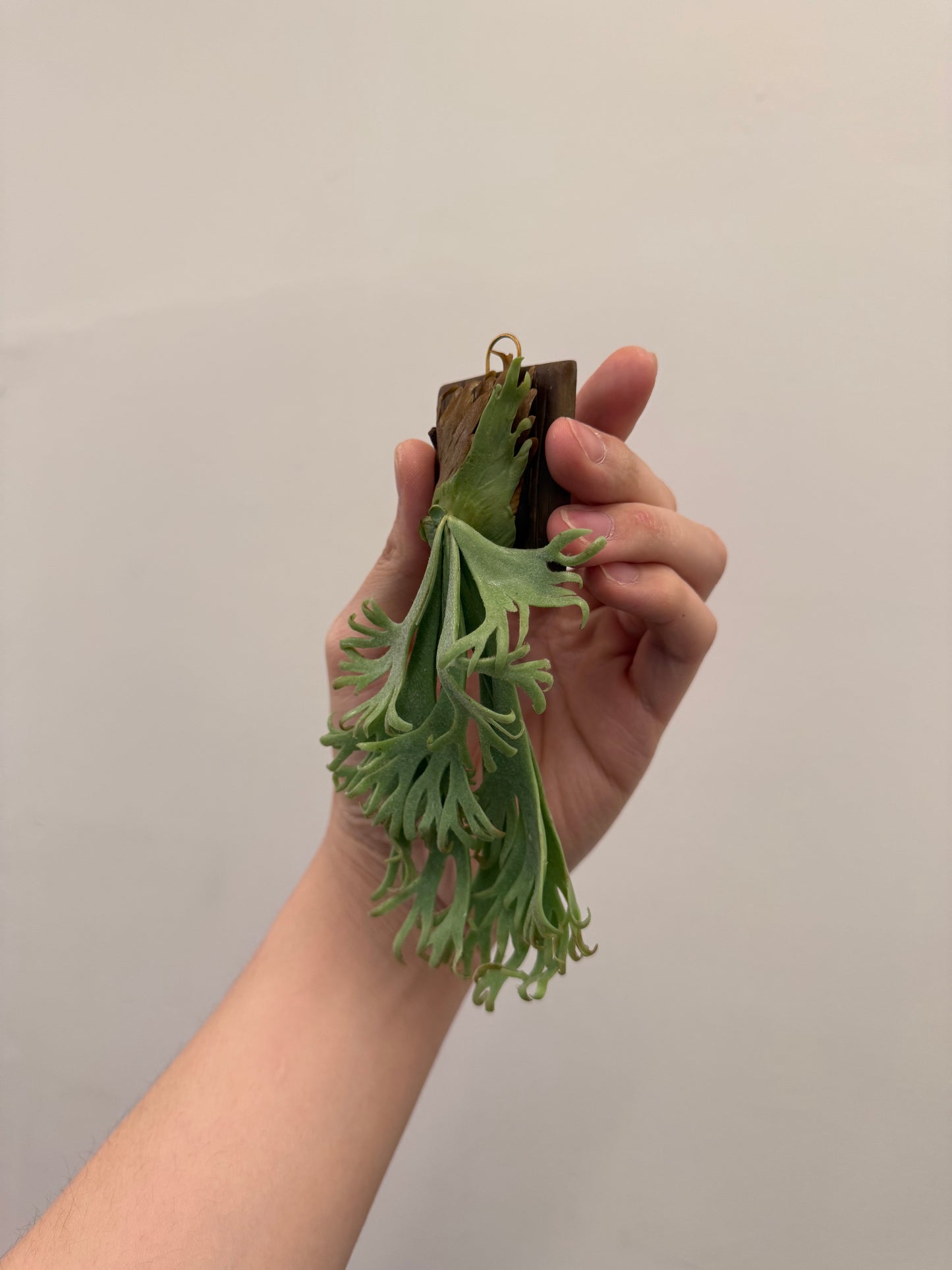 Handmade Clay Staghorn Fern Art Hanging
