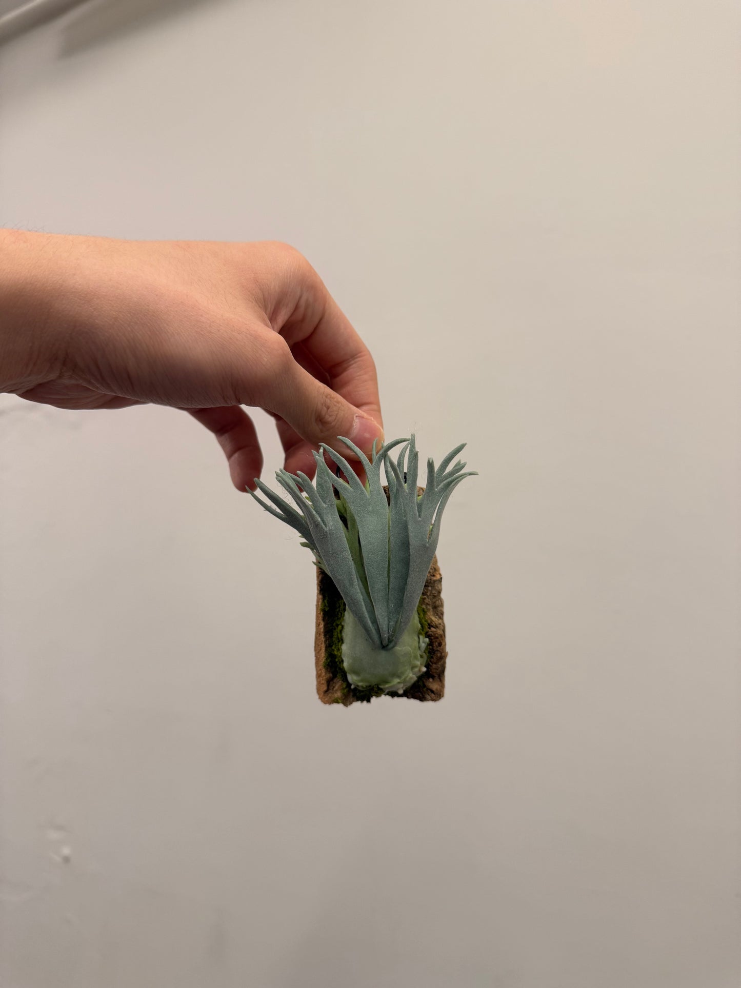 Handmade Clay Staghorn Fern Art Hanging