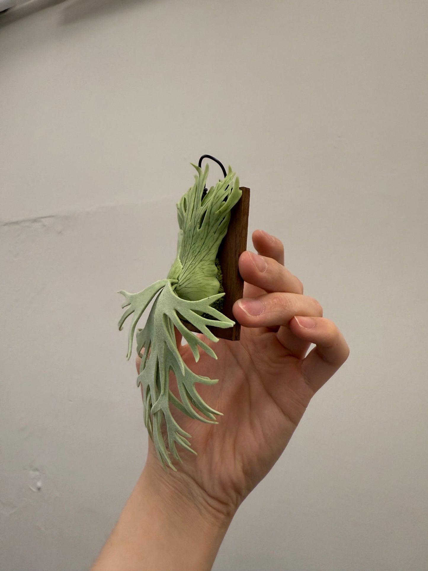 Handmade Clay Staghorn Fern Art Hanging