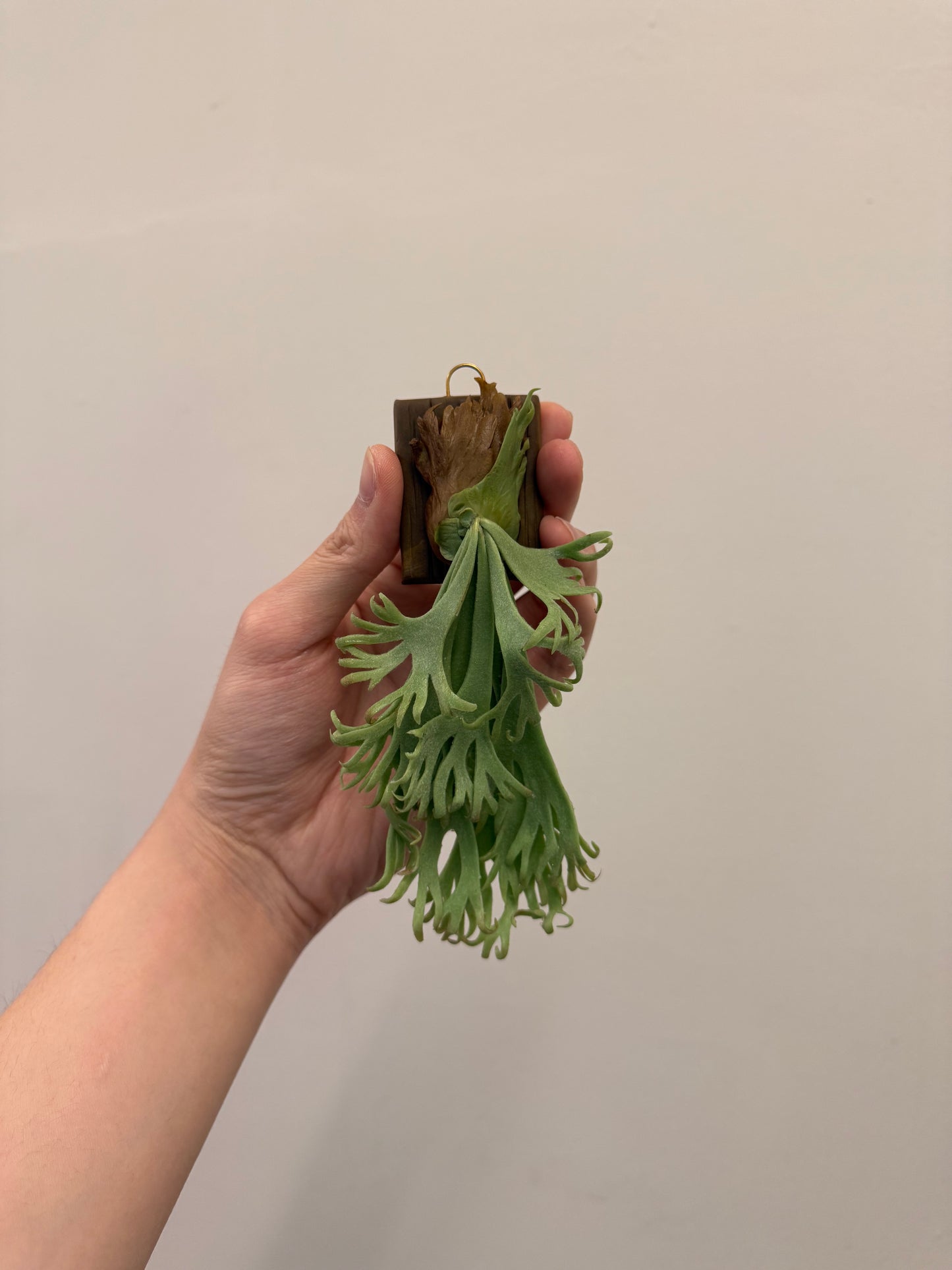 Handmade Clay Staghorn Fern Art Hanging
