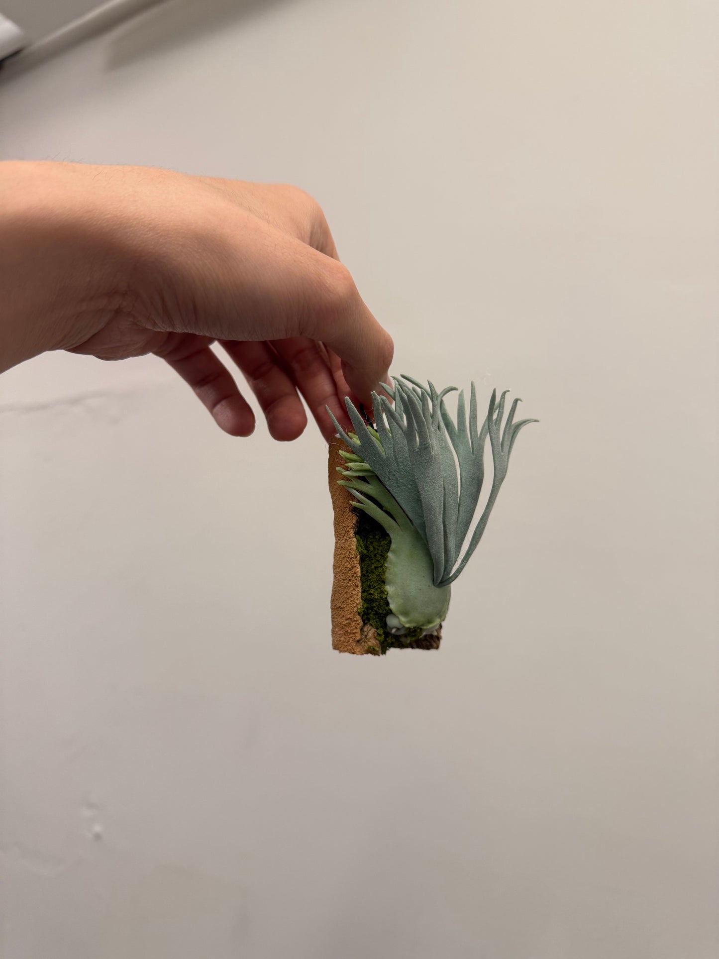 Handmade Clay Staghorn Fern Art Hanging
