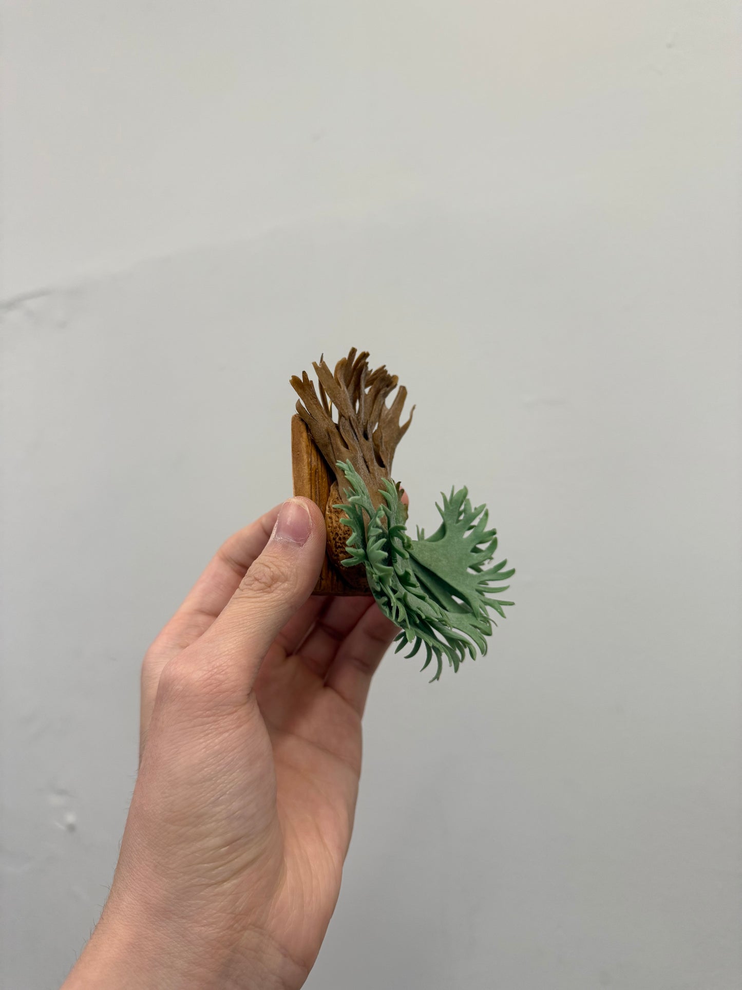 Handmade Clay Staghorn Fern Art Hanging