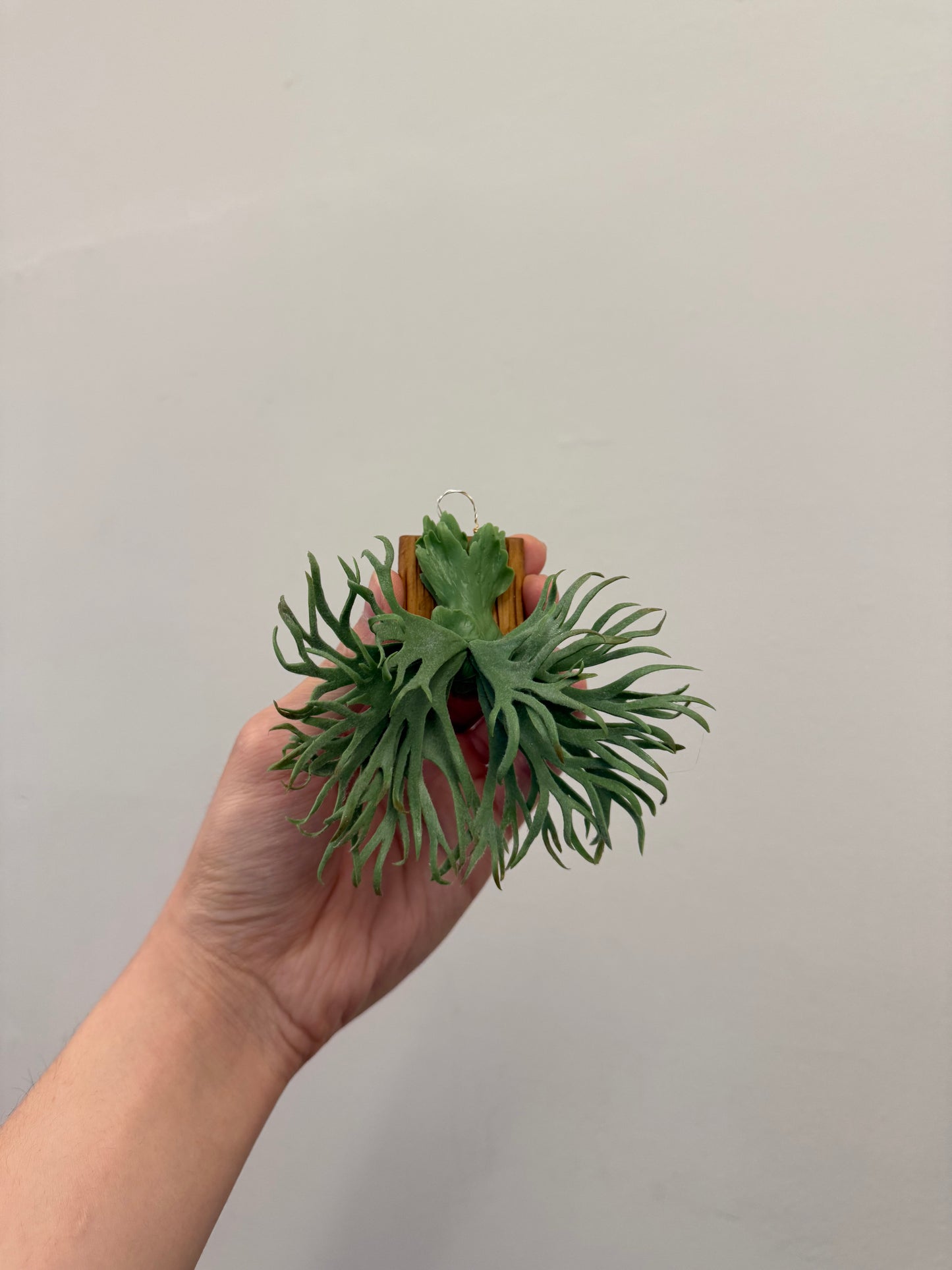 Handmade Clay Staghorn Fern Art Hanging