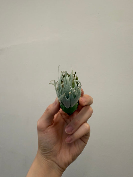 Handmade Clay Staghorn Fern Art Hanging