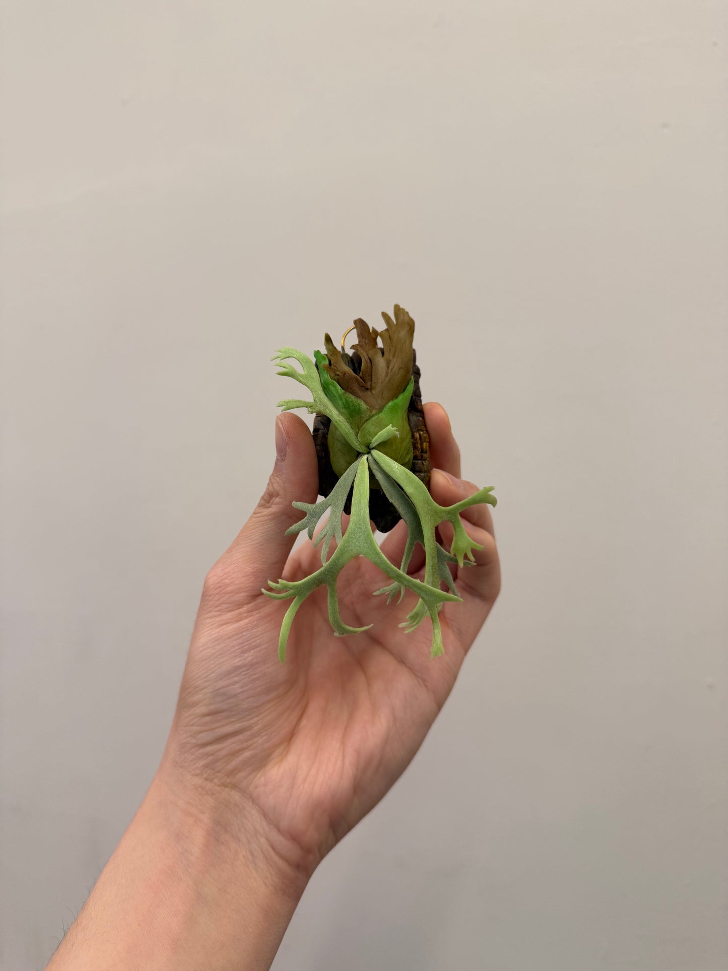 Handmade Clay Staghorn Fern Art Hanging