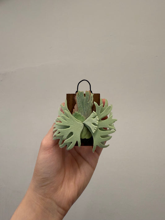 Handmade Clay Staghorn Fern Art Hanging
