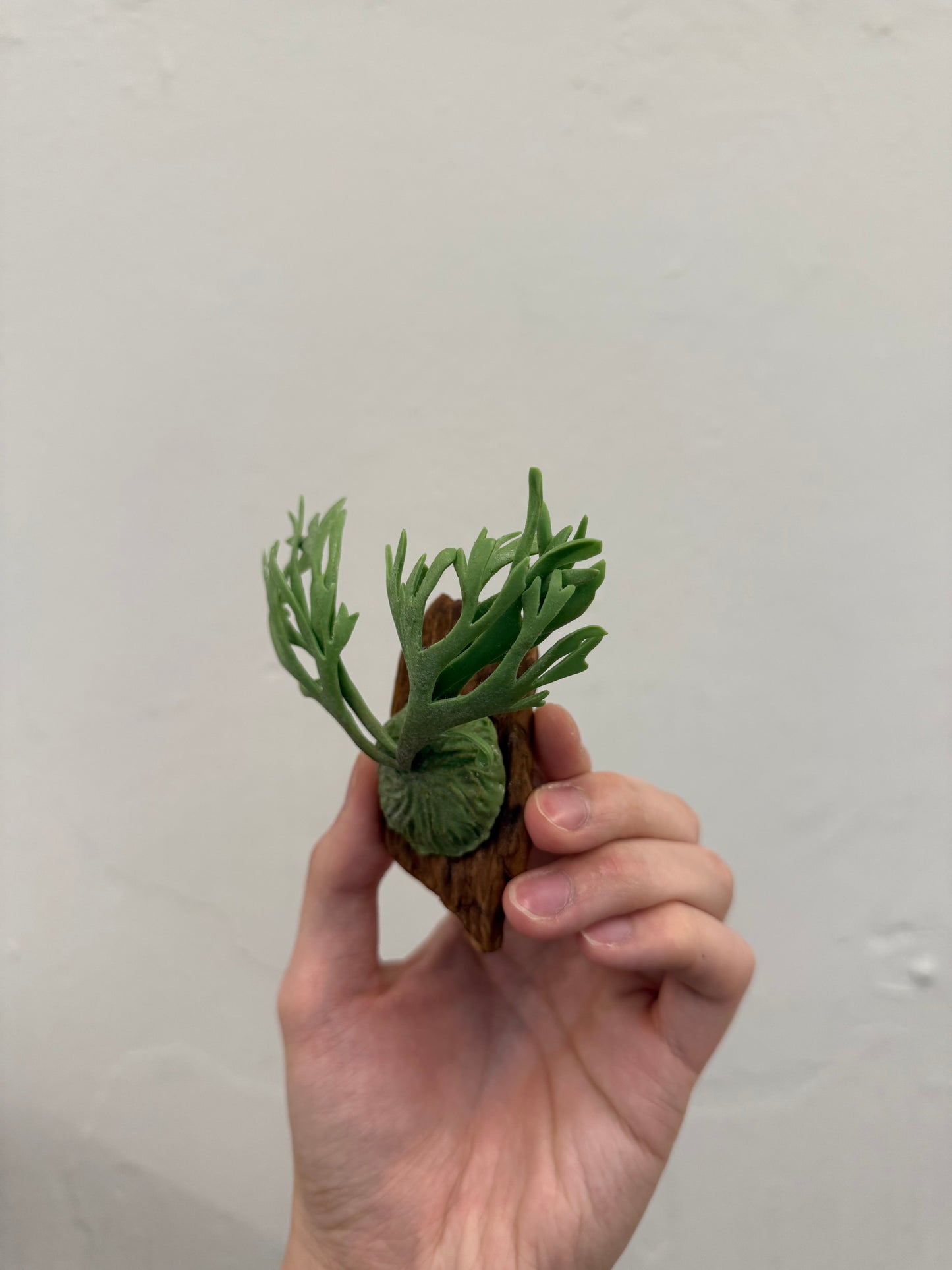Handmade Clay Staghorn Fern Art Hanging