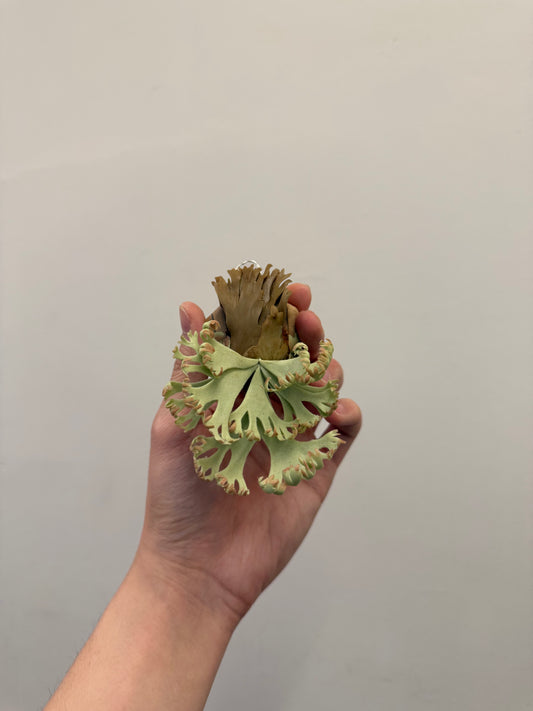 Handmade Clay Staghorn Fern Art Hanging