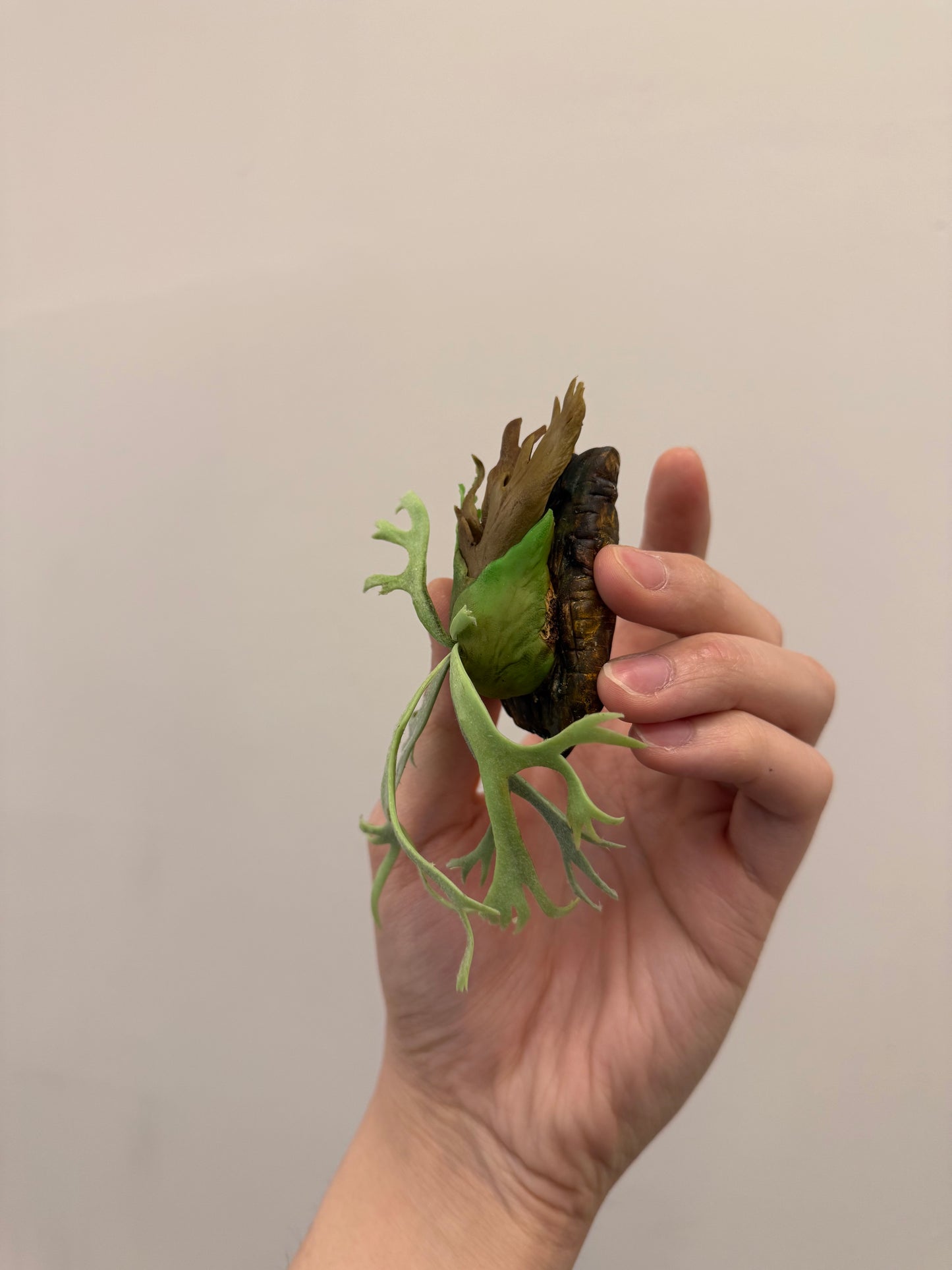 Handmade Clay Staghorn Fern Art Hanging
