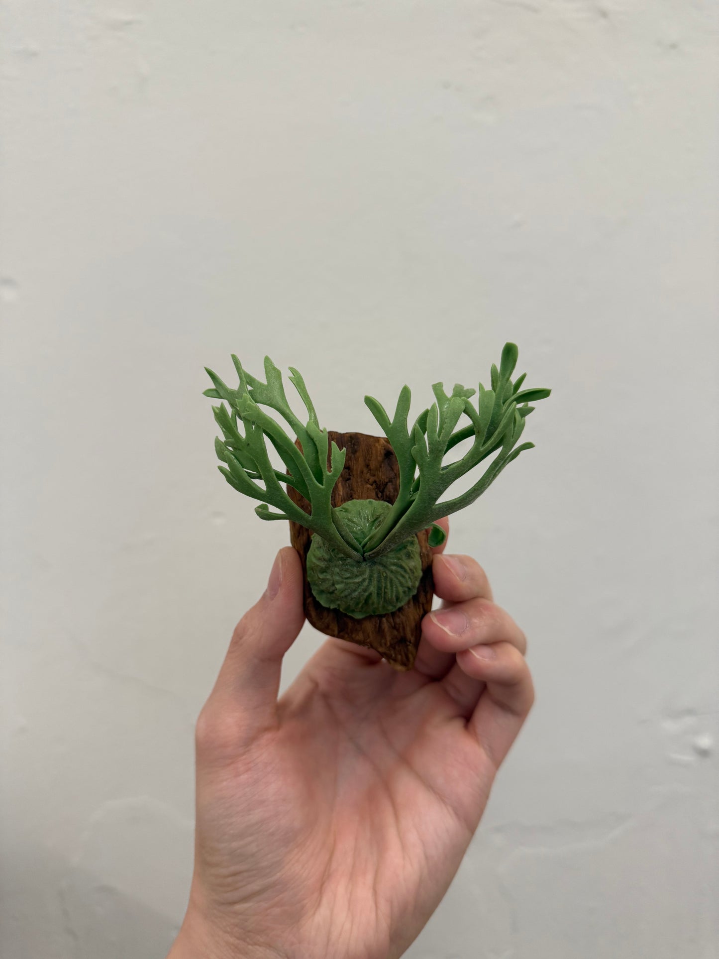 Handmade Clay Staghorn Fern Art Hanging